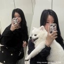 데일리로 사용하는 보냉 백 리뷰