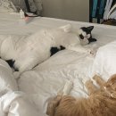 제천 그레이스 동물병원 이미지