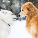 건강하개 이미지