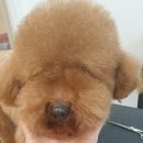 프로펫 애견 미용실 이미지