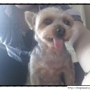 이모네 강아지 이미지