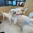 오늘도 힘차개 이미지