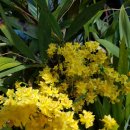 환타지아 이미지