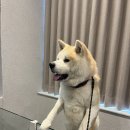 큐이디 골프 이미지