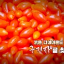 붉은 다이아몬드 구기자를 찾아서~ 이미지