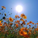 천일홍축제 이미지