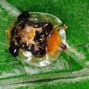 펀포레스트 이미지