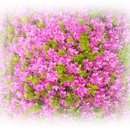 동물원주유소 이미지