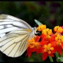 꽃과 나비 이미지