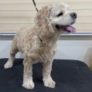 푸리미엄 이미지