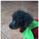 엄마손 동물병원 이미지