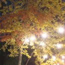 7월의 시 글 좋은 글 모음 11월 초겨울 단풍 낙엽 축제 행사 쓰레기 줍기 이미지