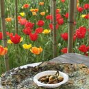 석이농장 | 아이와 가기 좋은 충남 아산 “피나클랜드” 입장료, 주차, 먹거리장터, 카페, 추천 구경 소요 시간 후기