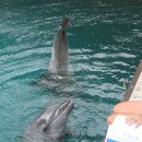 돌고래PC 이미지