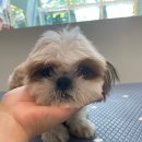 퍼피블랑 이미지