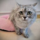 해피고양이분양 이미지