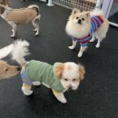 갈매독 애견유치원 | 고덕애견유치원 왓썹독 강아지 보내고있는 후기