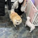 애틋하개 | 대전애견미용 [애틋하개] 비용 가격표 / 대전가위컷...컷 대전서구애견미용 대전서구가위컷 +대만족후기