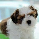 동글동글 이미지