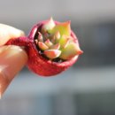 뽑아부러 이미지