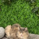 스카이캣명동2호점 이미지