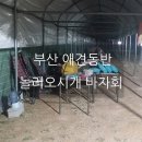 놀러오시개 이미지