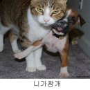 어서타개 이미지