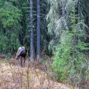캐나다 로키산맥 무스(Moose) 이미지