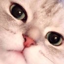 개귀여워 이미지