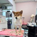 스마일댕댕 이미지