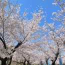 꽃나루공원 | 해운대 센텀시티 APEC 나루공원 벚꽃 피크닉 후기