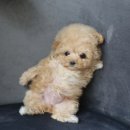 키즈멍 안양본점 이미지