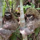 나무늘보 이미지