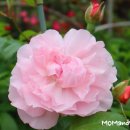 스트로베리힐 이미지