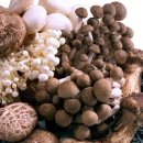 별난버섯집 이미지