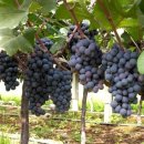 포도나무 이미지