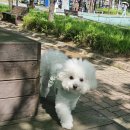 옥만두