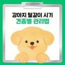 구로-구로-구로-2833 | 강아지 털갈이 시기, 견종별 관리법
