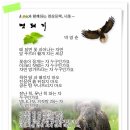 멧돼지 - 박영춘 & 카페회원의 글 이미지