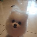 강아지탐험대 이미지