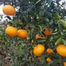 한밭농장 이미지