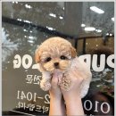 퍼피로그 강아지분양 창원점 | 창원 강아지 추천 퍼피로그 강아지분양 창원점 후기 고객 만족도 대박