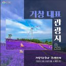 감악산농민 협동조합 | 10.9.한글날/감악산 별바람언덕 꽃별여행 축제:아스타국화,구절초,창포원,거창 산림레포츠파크 트리탑...
