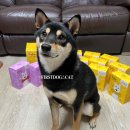 퍼스트독앤캣 이미지