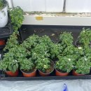 준오농장 이미지