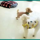 하이 멍뭉아 | 구로애견미용 우리 반려견의 두 번째 집, &#39;하이 멍뭉아&#39;에서의 소중한 경험