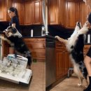 하이도그 이미지