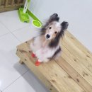 동천 동물병원 이미지