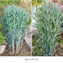 황정(옥죽) 구근50% 할인가 이미지