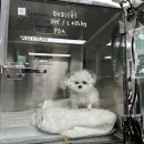 (주)메디엘 | [공지] [강아지 PDA 수술후기 1] 24시SD동물의료센터 - 김규창원장님